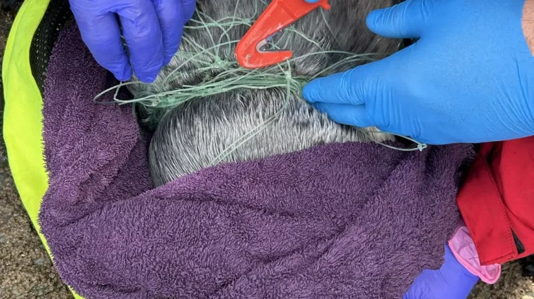 Drama umalo završila tragično: Spasili su ga od bolne smrti