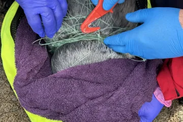 Drama umalo završila tragično: Spasili su ga od bolne smrti