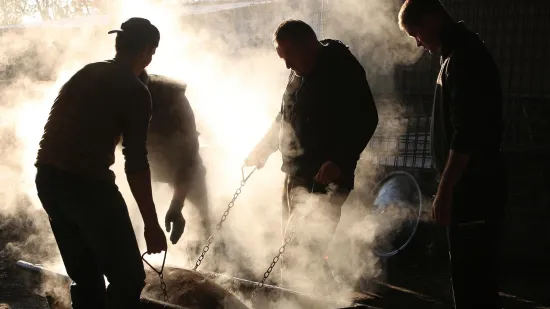 Strah od virusa ubrzao kolinje: 'Što ako se kuga proširi, da ne mogu klati?'