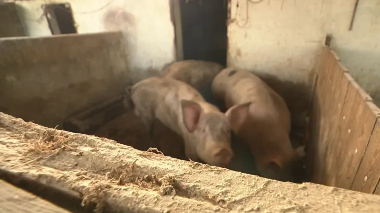 Kolinje u Baranji nikad ranije, svinjogojci u velikom strahu od afričke svinjske kuge