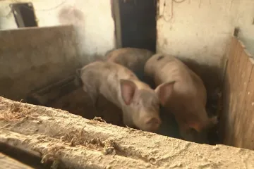 Kolinje u Baranji nikad ranije, svinjogojci u velikom strahu od afričke svinjske kuge