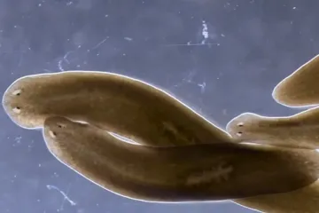 Važno otkriće: Crv s moći regeneracije mogao bi pomoći u borbi protiv tumora