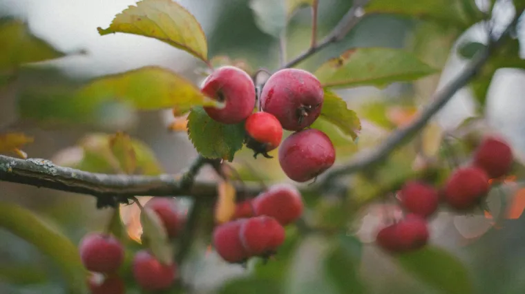 Voće koje nosi priče o ljubavi i iskušenju: Jabuka nosi simbole mnogih kultura i legendi