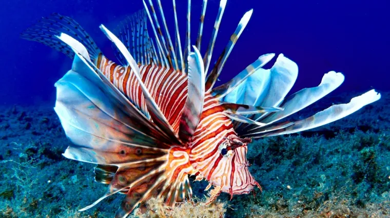 [KVIZ] Jesi li pravi znalac o morskim životinjama?