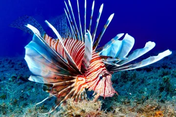 [KVIZ] Jesi li pravi znalac o morskim životinjama?