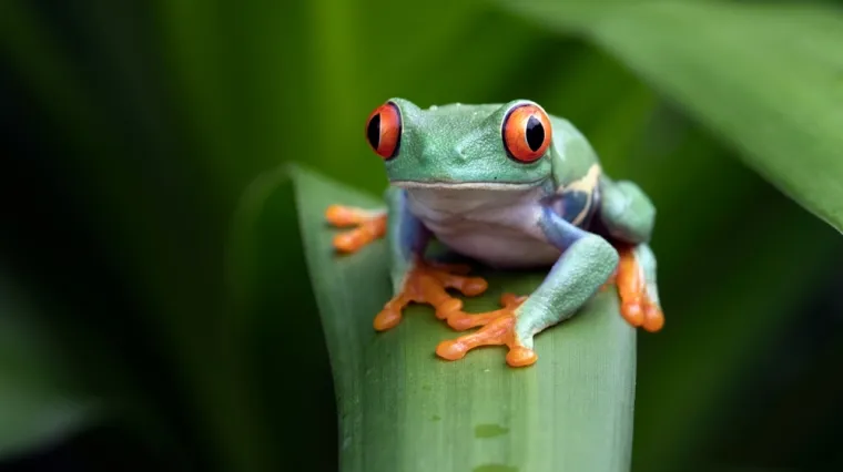 [KVIZ] Jesi li stručnjak za vodozemce?