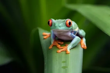 [KVIZ] Jesi li stručnjak za vodozemce?