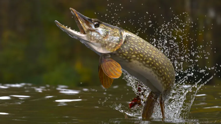[KVIZ] Koliko znaš o slatkovodnim ribama Hrvatske?