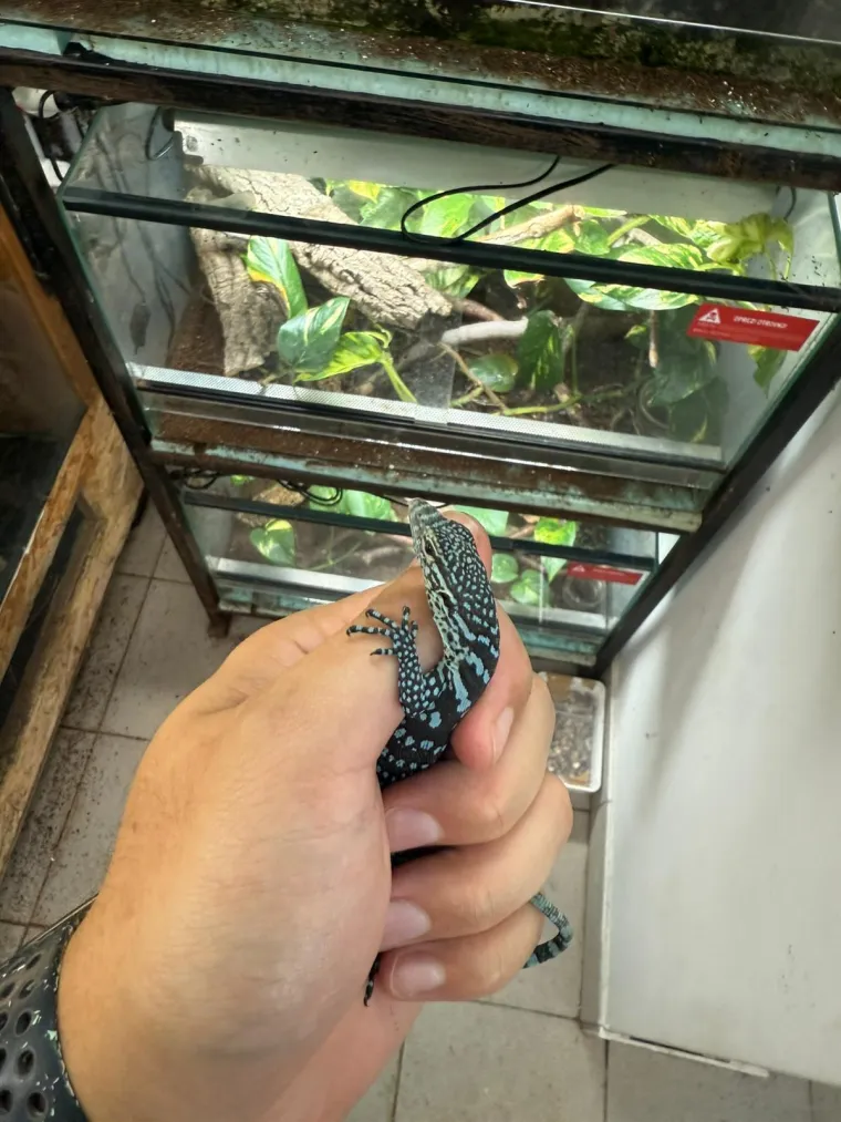 U zagrebačkom ZOO-u se izlegli jedni od najrjeđih gmazova na svijetu