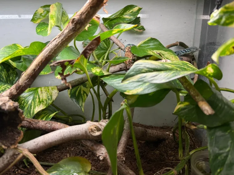 U zagrebačkom ZOO-u se izlegli jedni od najrjeđih gmazova na svijetu