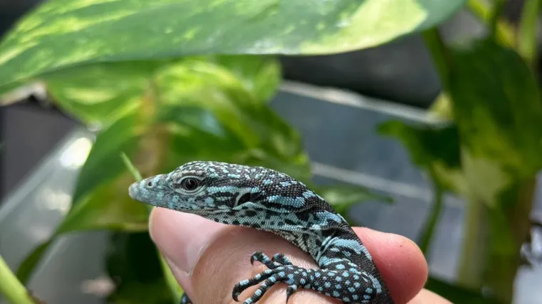 U zagrebačkom ZOO-u se izlegli jedni od najrjeđih gmazova na svijetu