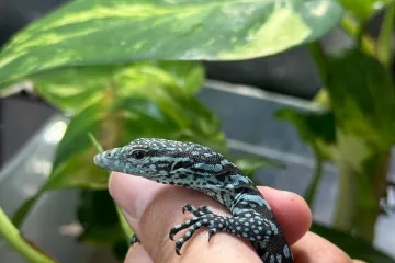 U zagrebačkom ZOO-u se izlegli jedni od najrjeđih gmazova na svijetu