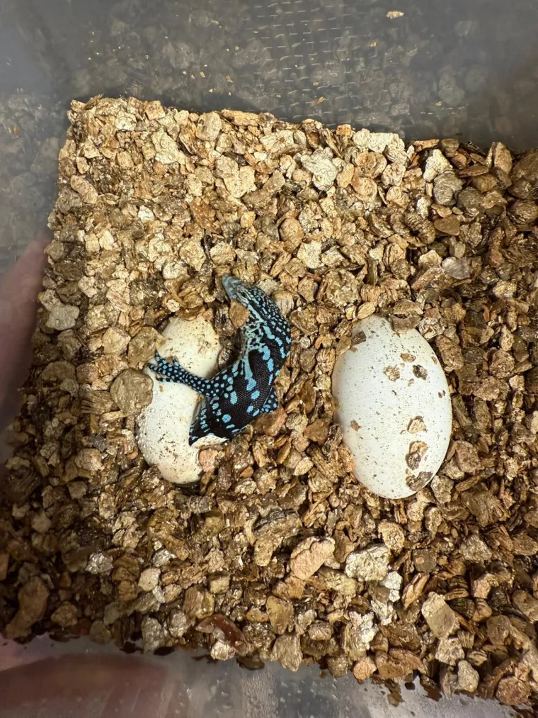 U zagrebačkom ZOO-u se izlegli jedni od najrjeđih gmazova na svijetu