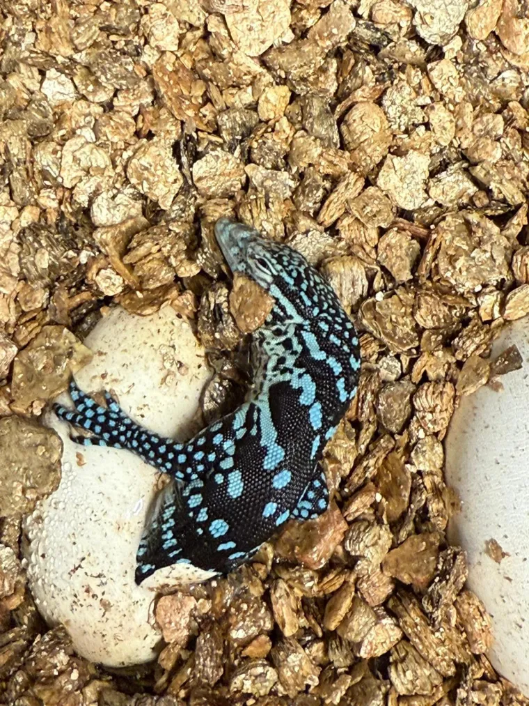 U zagrebačkom ZOO-u se izlegli jedni od najrjeđih gmazova na svijetu