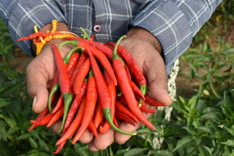 Biohaker tvrdi: Jeftina svakodnevna namirnica ključ je dugovječnosti