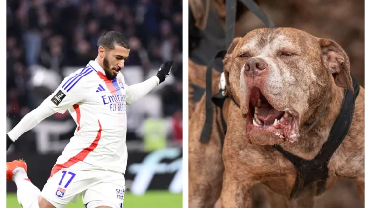 Bizarna priča: Bivša zvijezda Premier lige kažnjena zbog svojih opasnih pasa