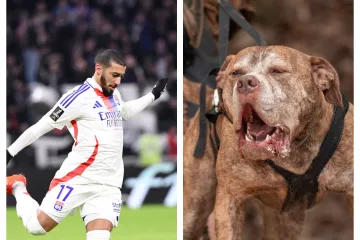 Bizarna priča: Bivša zvijezda Premier lige kažnjena zbog svojih opasnih pasa