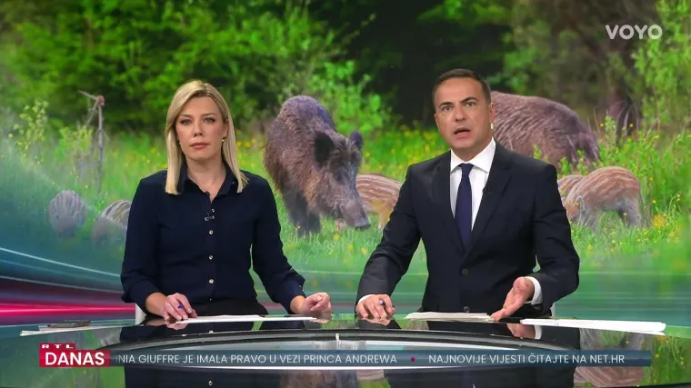 Mještani muku muče s divljim svinjama na hrvatskom otoku: Ulaze u dvorišta i plaše turiste