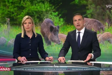 Mještani muku muče s divljim svinjama na hrvatskom otoku: Ulaze u dvorišta i plaše turiste