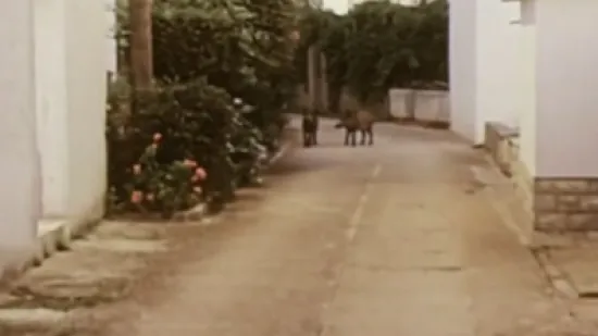 Zadarski otok zauzele divlje svinje: Ima ih deset puta više nego ljudi, turisti se boje izlaziti iz kuća