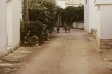 Zadarski otok zauzele divlje svinje: Ima ih deset puta više nego ljudi, turisti se boje izlaziti iz kuća