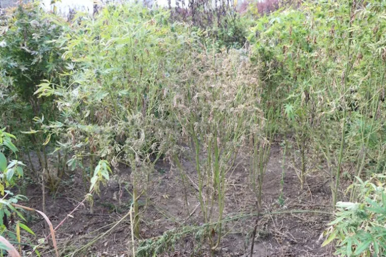 U Zagrebu pao još jedan 'diler deda': Pogledajte što je sve policija pronašla kod njega