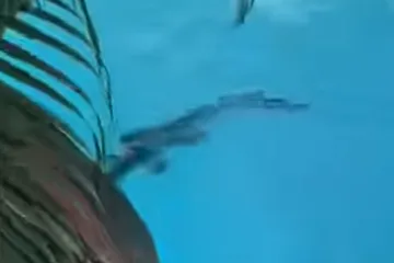 Panika na odmoru! Krokodil u hotelskom bazenu tik do turista: 'Čini se da nikog nije briga'