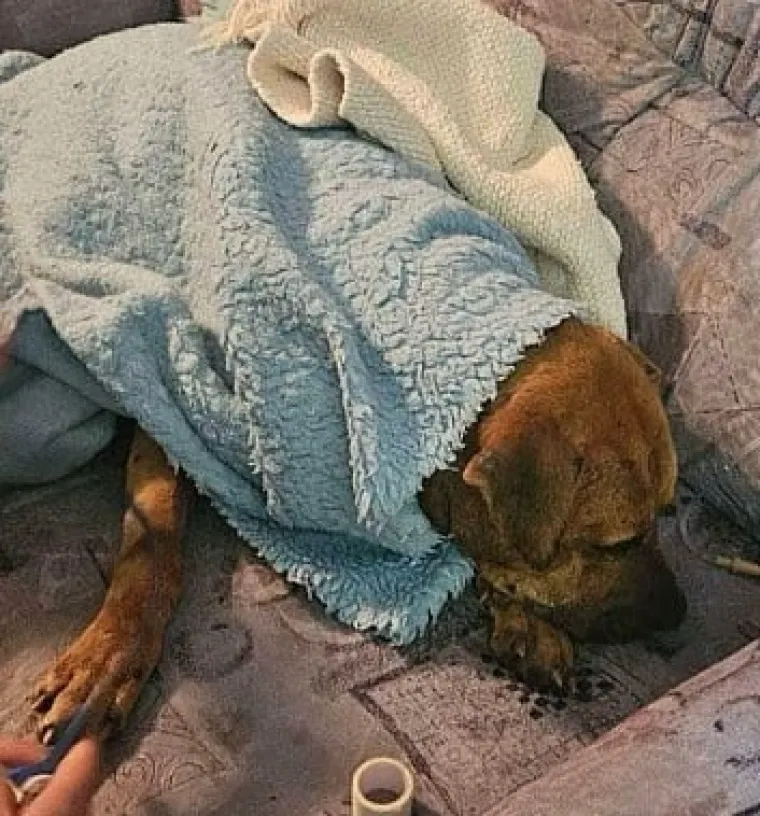 Hrvati uhićeni na ilegalnim borbama pasa: Policija pronašla leševe, objavljena snimka