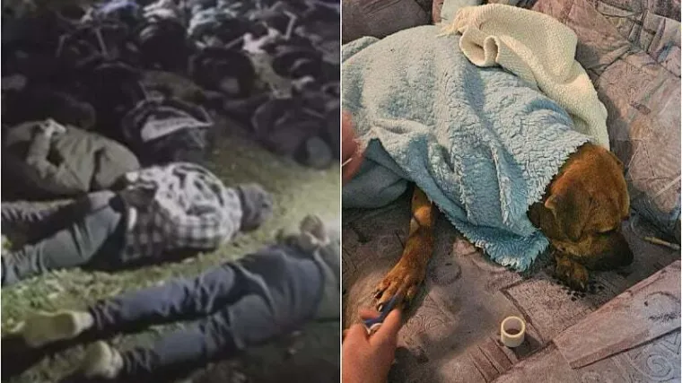 Hrvati uhićeni na ilegalnim borbama pasa: Policija pronašla leševe, objavljena snimka