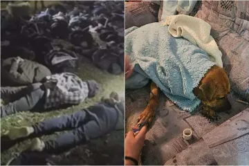 Hrvati uhićeni na ilegalnim borbama pasa: Policija pronašla leševe, objavljena snimka