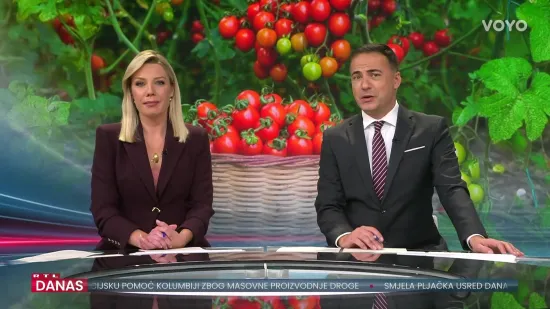 Ovako izgleda berba rajčice u Kozarevcu