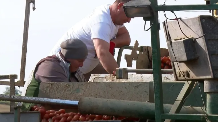 Podravci zadovoljni urodom rajčica, ali bilo je i problema: 'Proderu nam crijeva...'