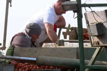 Podravci zadovoljni urodom rajčica, ali bilo je i problema: 'Proderu nam crijeva...'