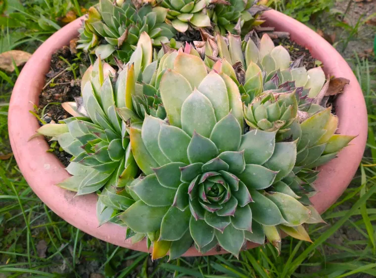 Ova ljekovita biljka pravi je čuvar zdravlja: Profesor otkriva recept za opekline