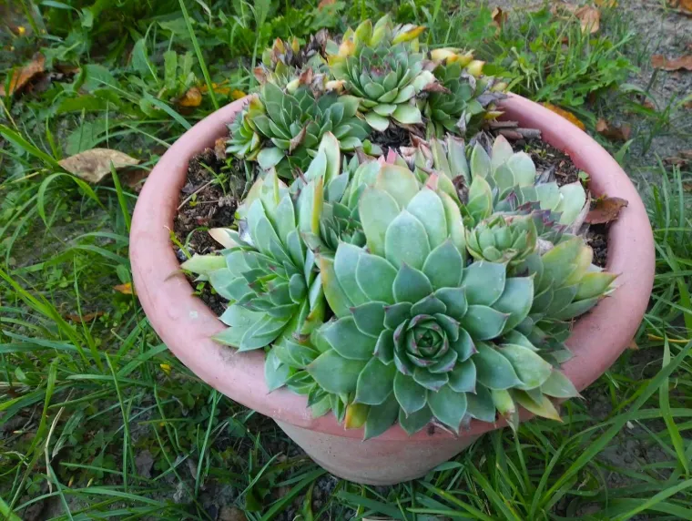 Ova ljekovita biljka pravi je čuvar zdravlja: Profesor otkriva recept za opekline