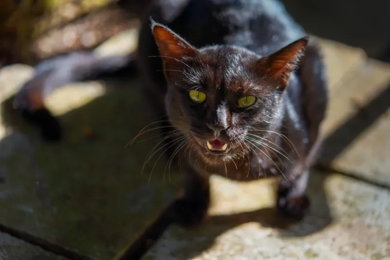 Ne ignorirajte ove znakove: Paranormalni istraživači tvrde da otkrivaju da vam je dom uklet