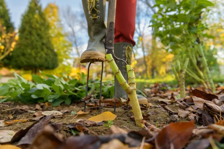 Pripremite okućnicu za zimu: Zaštitite biljke od mraza i odradite ključne radove u vrtu