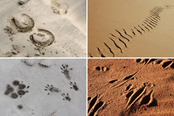 Samo će stručnjaci prepoznati otiske ovih životinja, ali pazite jer pitanja nisu lagana