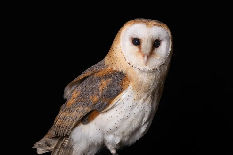 Sova vam je sletjela na krov? Mnogi vjeruju da donosi smrt, ali istina je puno složenija