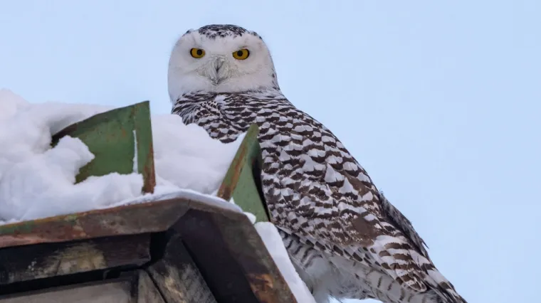 Sova vam je sletjela na krov? Mnogi vjeruju da donosi smrt, ali istina je puno složenija
