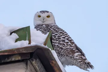 Sova vam je sletjela na krov? Mnogi vjeruju da donosi smrt, ali istina je puno složenija