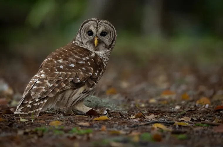Sova vam je sletjela na krov? Mnogi vjeruju da donosi smrt, ali istina je puno složenija