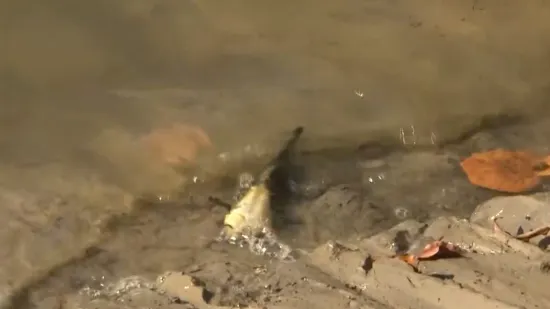 Opasna bolest hara slavonskim jezerima: Uginuli šarani plutaju na vodi