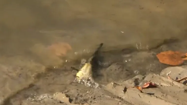 Opasna bolest hara slavonskim jezerima: Uginuli šarani plutaju na vodi