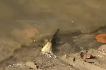 Opasna bolest hara slavonskim jezerima: Uginuli šarani plutaju na vodi