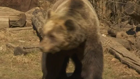 Istrijani u panici zbog medvjeda koji je viđen u blizini kuća