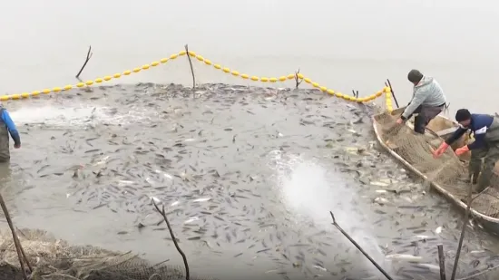 Zabrinuti ribiči u Slavoniji: 'Šarani ostaju bez sluzi, izgledaju kao zombiji...'