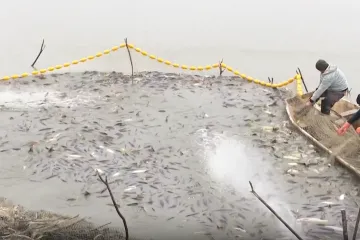 Zabrinuti ribiči u Slavoniji: 'Šarani ostaju bez sluzi, izgledaju kao zombiji...'