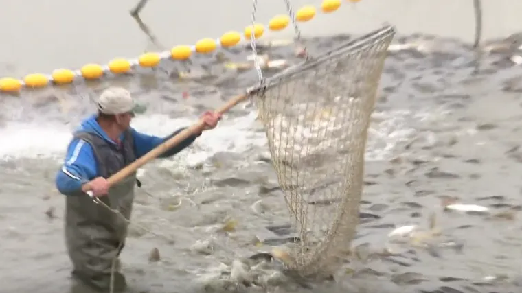 Nije samo afrička svinjska kuga poharala Slavoniju: Ugrožen cijeli riblji fond
