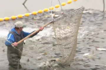 Nije samo afrička svinjska kuga poharala Slavoniju: Ugrožen cijeli riblji fond